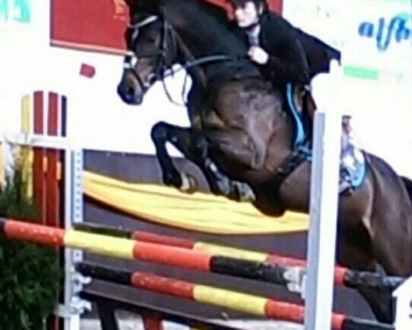jumper Diekers Anton (German Riding Pony, 2009, from Dornik's Donovan)