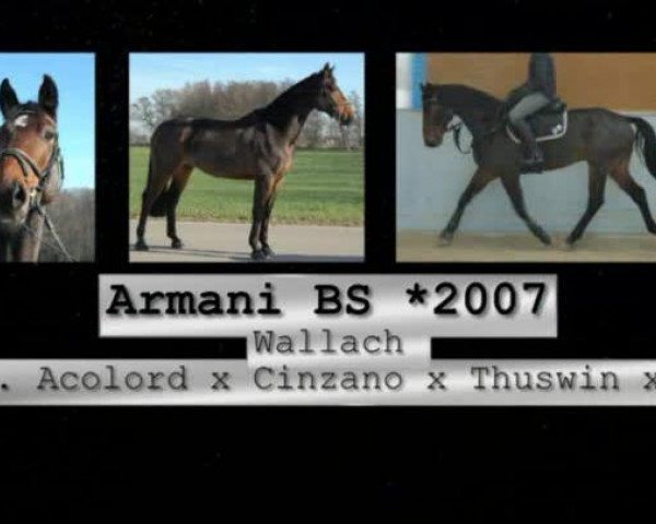 Video of Armani Bs