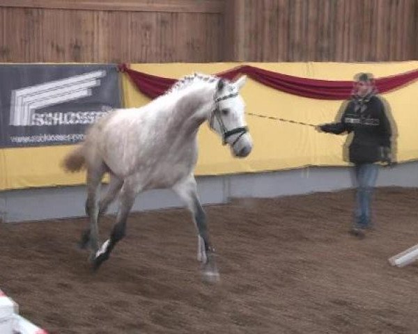 Süddeutsches Freispringchampionat 2012
01.12.-02.12.2012
10. Süddeutsches Freispringchampionat