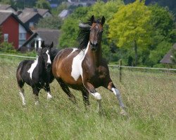broodmare Memory 111 (Pinto / Small Riding Horse, 2000, from Epik)
