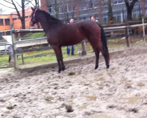 Video di Drover 3