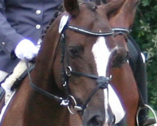 Pferd Matchito (Deutsches Reitpony, 2006, von Mephisto 331)