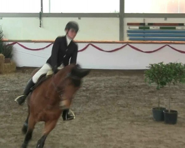 Hallen-Reit- und Springturnier des RV Suedlohn-Oeding für Ponys und Großpferde 2012