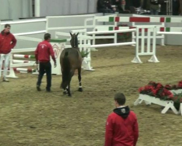 Hauptkörung NRW 2012 für Kleinpferdehengste
01.12.2012 - 02.12.2012 
Reitponys Freilaufen und Freispringen 
