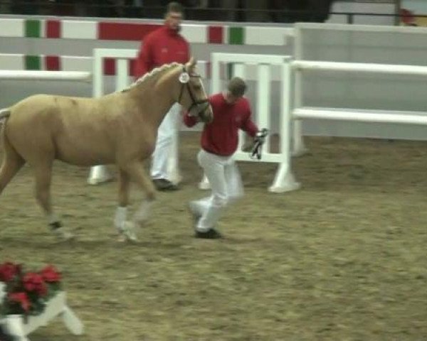 Hauptkörung NRW 2012 für Kleinpferdehengste
01.12.2012 - 02.12.2012 
Reitponys Freilaufen und Freispringen 
