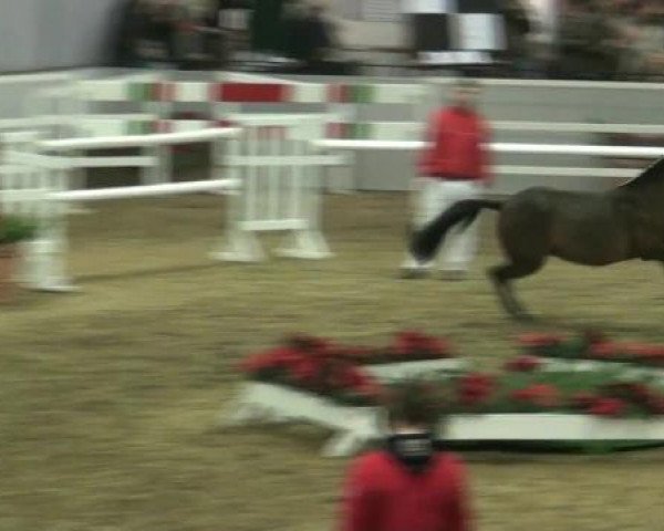 Hauptkörung NRW 2012 für Kleinpferdehengste
01.12.2012 - 02.12.2012 
Reitponys Freilaufen und Freispringen 
