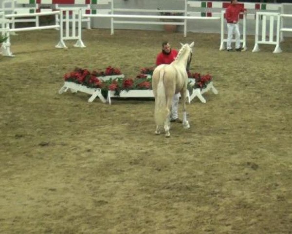 Hauptkörung NRW 2012 für Kleinpferdehengste
01.12.2012 - 02.12.2012 
Reitponys Freilaufen und Freispringen 
