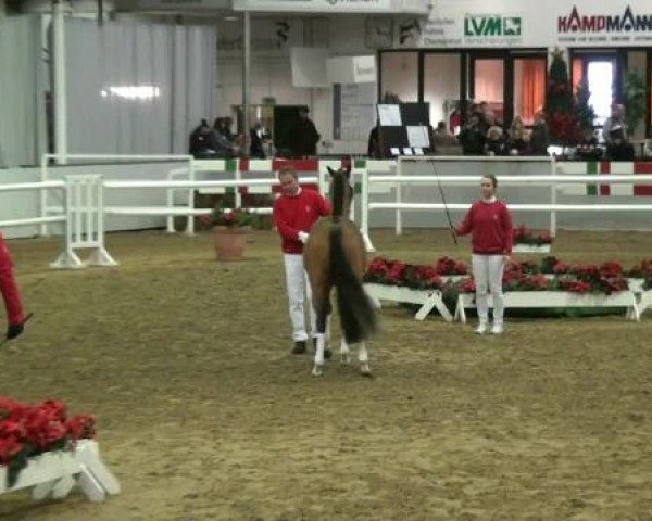 Hauptkörung NRW 2012 für Kleinpferdehengste
01.12.2012 - 02.12.2012 
Auktionsponys Handorf Pony-Spezial

