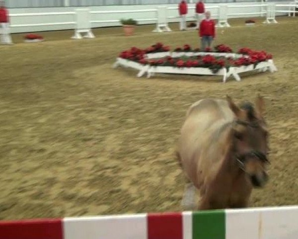 Hauptkörung NRW 2012 für Kleinpferdehengste
01.12.2012 - 02.12.2012 
Auktionsponys Handorf Pony-Spezial

