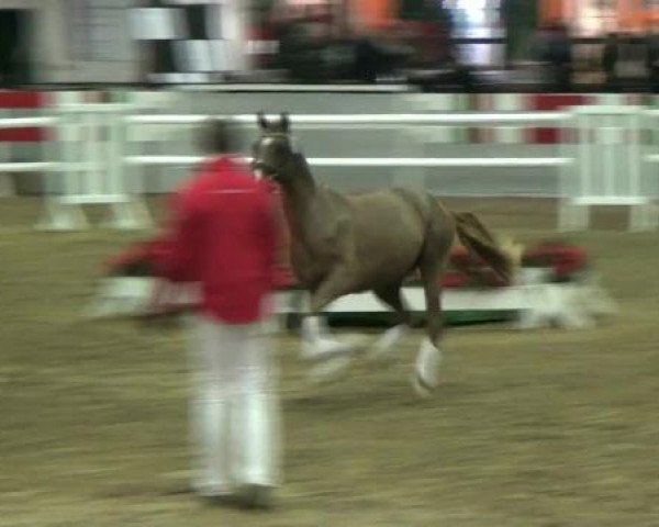 Hauptkörung NRW 2012 für Kleinpferdehengste
01.12.2012 - 02.12.2012 
Auktionsponys Handorf Pony-Spezial
