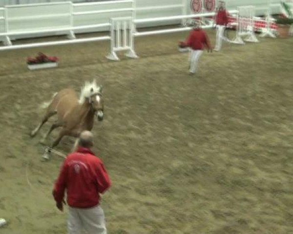 Hauptkörung NRW 2012 für Kleinpferdehengste
01.12.2012 - 02.12.2012
Reitponys Freilaufen und Freispringen