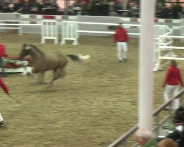 Hauptkörung NRW 2012 für Kleinpferdehengste
01.12.2012 - 02.12.2012 
Reitponys Freilaufen und Freispringen 
