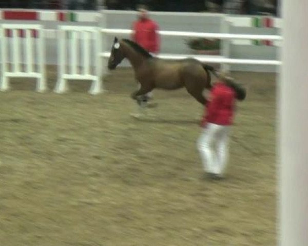 Hauptkörung NRW 2012 für Kleinpferdehengste
01.12.2012 - 02.12.2012 
Reitponys Freilaufen und Freispringen 
