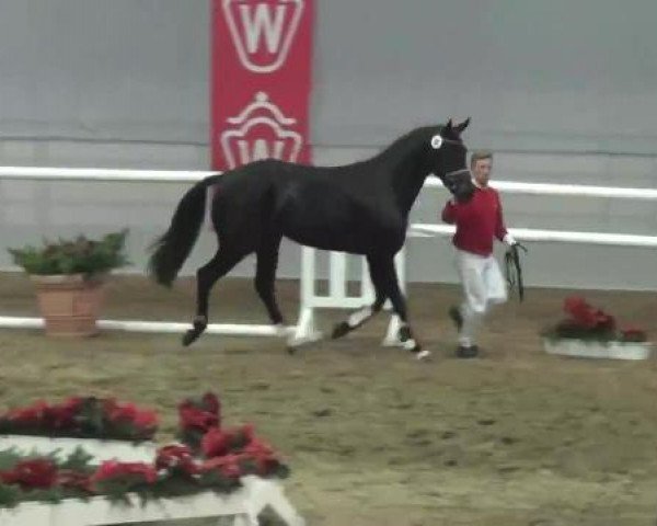 22. NRW-Körung Reitpferdehengste 2012
Dienstag, den 27.11.2012
Freispringen