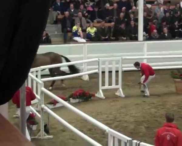 22. NRW-Körung Reitpferdehengste 2012
Dienstag, den 27.11.2012
Freispringen
