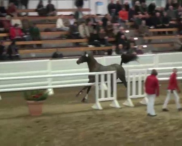 22. NRW-Körung Reitpferdehengste 2012
Dienstag, den 27.11.2012
Freispringen
