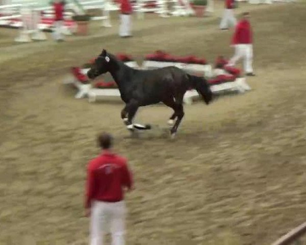 22. NRW-Körung Reitpferdehengste 2012
Dienstag, den 27.11.2012
Freispringen
