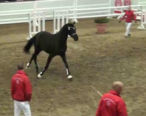 22. NRW-Körung Reitpferdehengste 2012
Dienstag, den 27.11.2012
Freispringen
