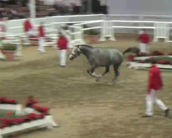 22. NRW-Körung Reitpferdehengste 2012
Dienstag, den 27.11.2012
Freispringen