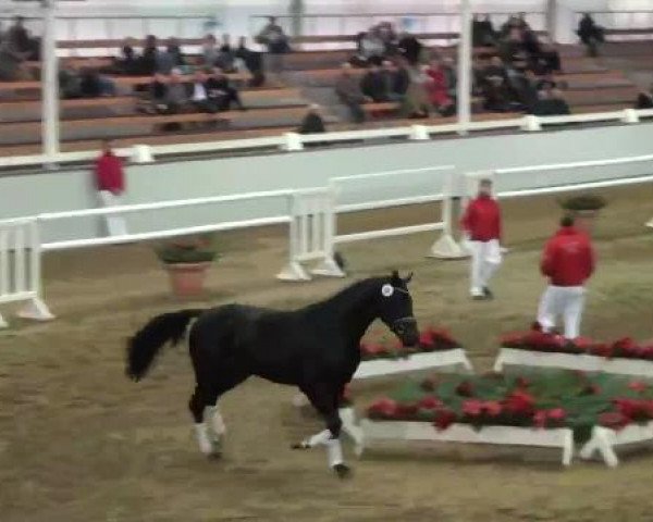 22. NRW-Körung Reitpferdehengste 2012
Montag, den 26.11.2012
Freilaufen
