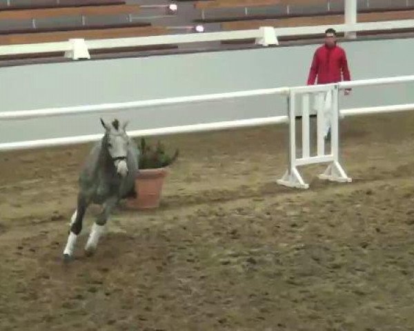 22. NRW-Körung Reitpferdehengste 2012
Montag, den 26.11.2012
Freilaufen
