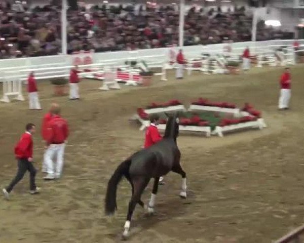 22. NRW-Körung Reitpferdehengste 2012
Dienstag, den 27.11.2012
Freispringen