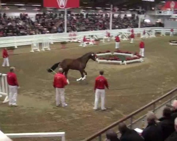 22. NRW-Körung Reitpferdehengste 2012
Dienstag, den 27.11.2012
Freispringen
