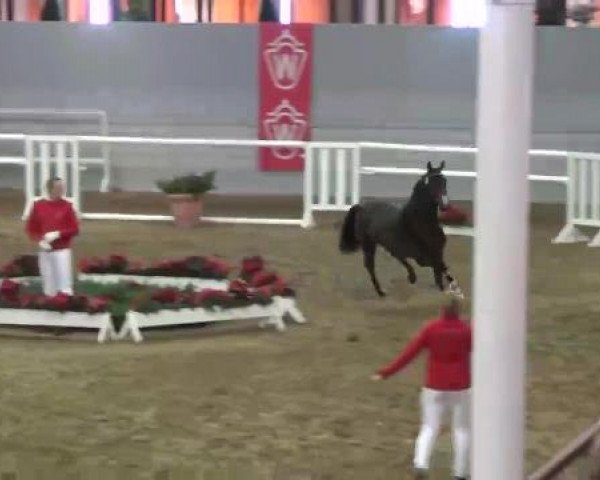 22. NRW-Körung Reitpferdehengste 2012
Dienstag, den 27.11.2012
Freispringen
