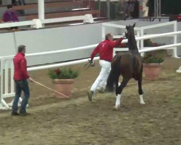 22. NRW-Körung Reitpferdehengste 2012
Montag, den 26.11.2012
Freilaufen
