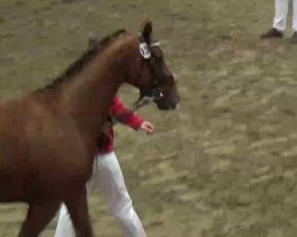22. NRW-Körung Reitpferdehengste 2012
Dienstag, den 27.11.2012
Freispringen