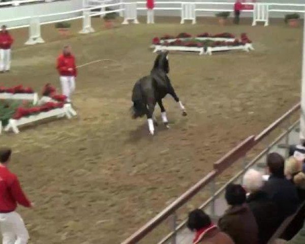 22. NRW-Körung Reitpferdehengste 2012
Montag, den 26.11.2012
Freilaufen
