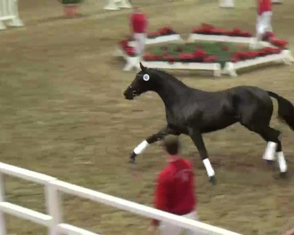 Video of Van Vivaldi
