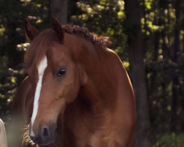 Dressurpferd Hesselteichs Arcado (Westfale, 2008, von Donnerwetter)