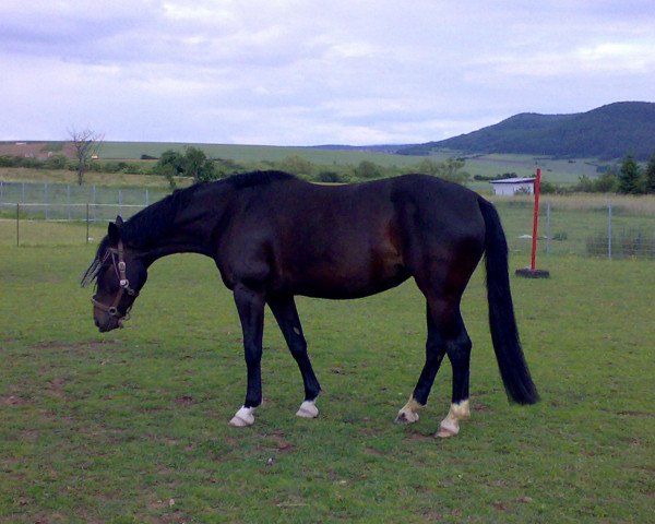 Zuchtstute Luna 1407 (Deutsches Sportpferd, 2004, von Luxelot) Zuchtstute Luna 1407 (Deutsches Sportpferd, 2004, von Luxelot)