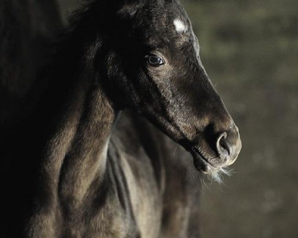 Cavalo Nefertari-Geli (Achal Tekkiner, 2012, de Tokhtamysh) - Geli stud farm - Nefertari-Geli