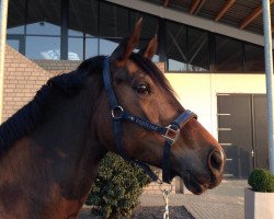 broodmare Bauerstochter (Rhinelander, 2009, from Beltoni)