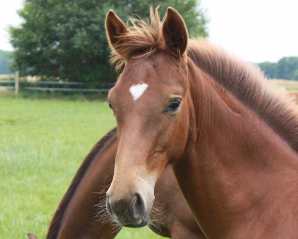 horse Vivi GH (Oldenburg, 2015, from Van Vivaldi)