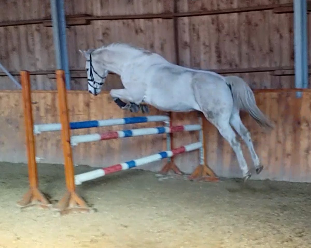 jumper Wait and see 7 (Hanoverian, 2000, from Wonderland)