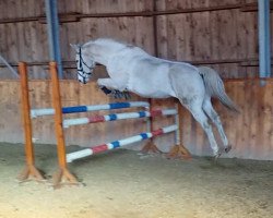 jumper Wait and see 7 (Hanoverian, 2000, from Wonderland)