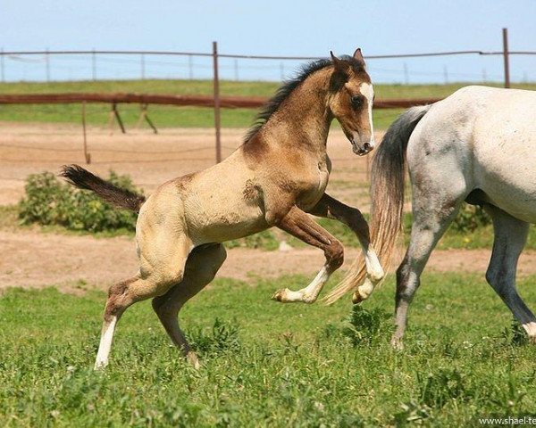 horse Shaul (Akhal-Teke, 2011, from Saivan)