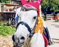 Cavallo da Dressage Stormy (sconosciuto, 2001)