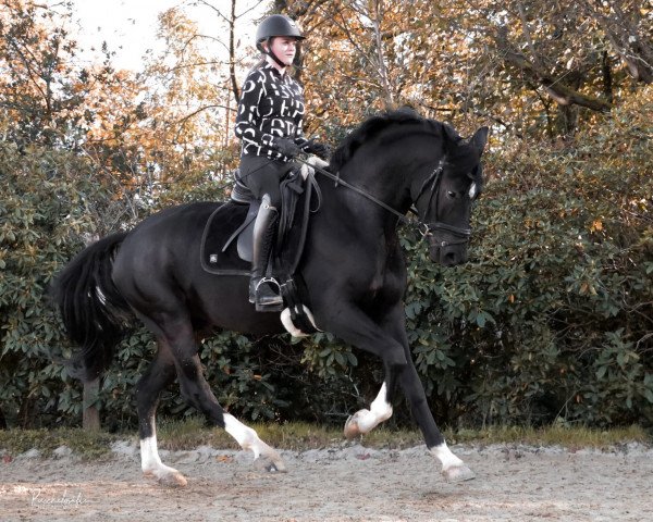dressage horse Santo Hit (Hanoverian, 2018, from Sandro Hit)
