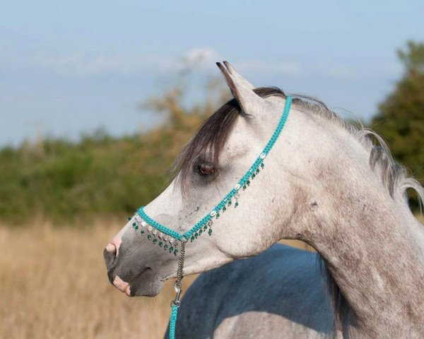 horse AL Zanadik (Arabian purebred, 2002, from Damir El Shaklan ox)