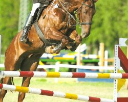 jumper Carthaire Z (Zangersheide riding horse, 2003, from Carthago)