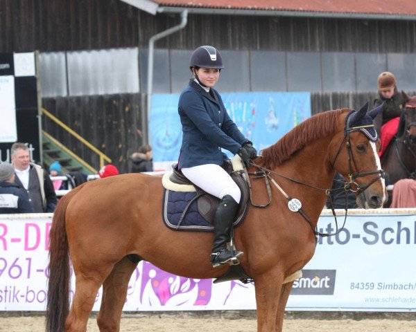Springpferd Liquide (Oldenburger Springpferd, 2004, von Le Tot de Semilly)