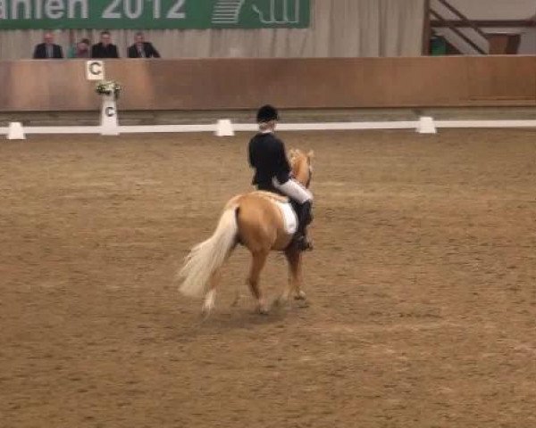 Ponymeeting Gahlen 2012
Samstag, den 20.10.2012
20. Pony-Dressurreiterprfg.Kl.L Finale FRR J
