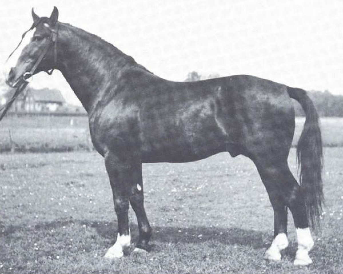 Deckhengst Forsch (Hannoveraner, 1940, von Feiner Kerl)