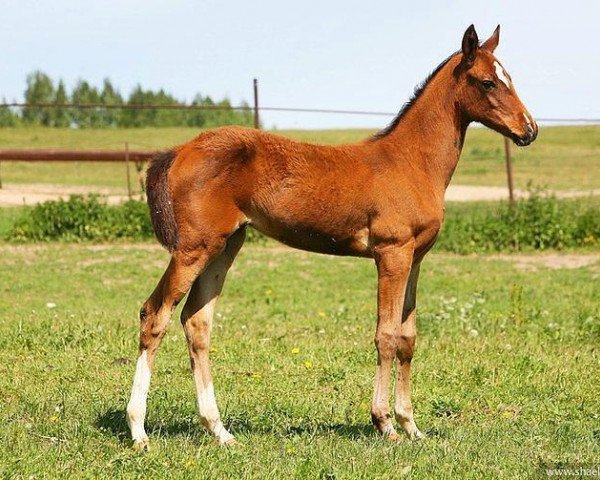 broodmare Ayelet (Akhal-Teke, 2011, from Saivan)