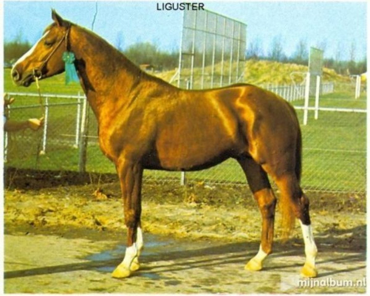 Semental Liguster (Selle Français, 1970, de Vesuve)