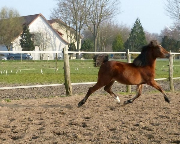 Pferd Triformis Magic Maja (Deutsches Reitpony, 2013, von Coednewydd Magic)